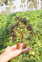 Black Tourmaline Crystal Tree | Copper Wire Bonsai for Protection &amp; Stud... - $742.52 MXN+