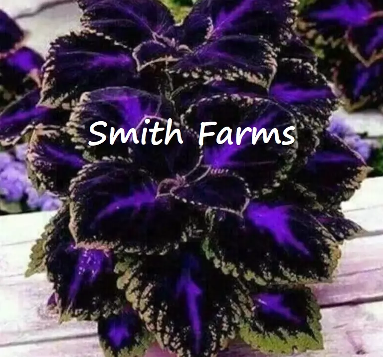 LWS Black Purple Coleus Flowers Planting Herb 25 Seeds Fast Shipping - $10.80