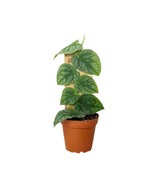 Monstera &#39;Dubia&#39; (Shingle Plant)-6&quot; Pot / White Cylinder - $2,663.78 MXN