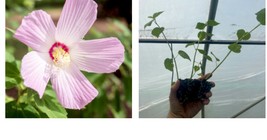 Starter Plant Plug | Hibiscus moschetos | Swamp Rose Mallow | Hardy Hibi... - £27.17 GBP