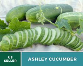 30 Cucumber Ashley Seeds Cucumis sativus Vegetable Open Pollinated Non-GMO - £12.59 GBP