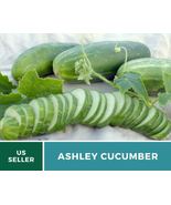30 Cucumber Ashley Seeds Cucumis sativus Vegetable Open Pollinated Non-GMO - £12.36 GBP
