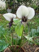 GIB Tacca chantrieri | White Bat Plant | 50 Seeds - £14.38 GBP