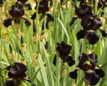 Iris Black Knight Iris Chrysographes 5 Seeds - £7.18 GBP