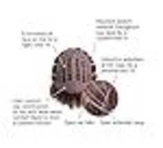 Item image 15