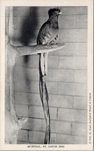 Quetzal St. Louis Zoo MO Postcard PC632 - £6.16 GBP