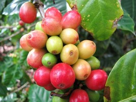 Coffee Bean Tree, Coffea Arabica tropical rare shrub exotic cafe seed  10 SEEDS - £7.06 GBP