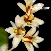 DENDROBIUM RIGIDUM / DOCKRILLIA RIGIDA MINIATURE ORCHID MOUNTED - $33.00