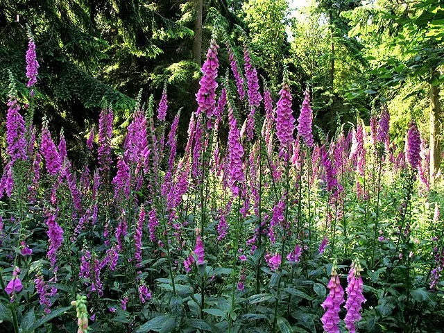 Fresh New 1000 Foxglove Excelsior Mix Digitalis Purpurea Flower Seeds - £11.26 GBP