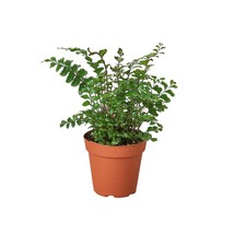 Mahogany Fern-4&quot; Pot - $528.89 MXN