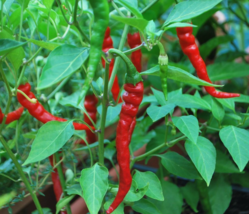 Easy To Grow Seed - 50 Seeds Cayenne Long Red Thin Pepper - £3.20 GBP