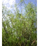 FG Chilean mesquite, Algarrobo (Prosopis chilensis), 30 seeds - £4.78 GBP