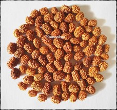 3 Three Mukhi Face Rudraksh Rudraksha 50 Pcs Loose Beads - £27.25 GBP