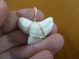 (S5-65) 1-1/4&quot; White TIGER SHARK Tooth gold wired pendant sharks necklace - £39.72 GBP