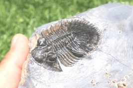 Item image 12