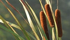 600 Seeds Cattail for Planting - $17.29