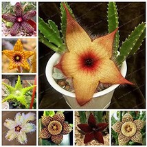 Stapelia Pulchella Seeds Stone Cactus Seeds Lithops Mix Succulents Raw Flower Bo - £8.14 GBP