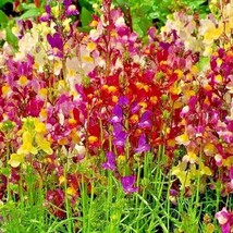 2001+Dwarf Snapdragon Mix Flower Seeds Toadflax Wildflower From US - $9.76