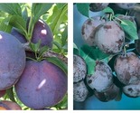 1 Plant Spring Satin Plumcot Live Tree 18-32 Inches Tall Well Rooted  - £62.87 GBP