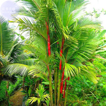 Lipstick Palm Cyrtostachys Renda Tree 10 Seeds Red Sealing Wax Palm Gardening - £8.61 GBP