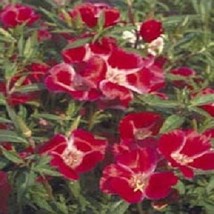 US Seller 50 Godetia Meteor Clarkia Grandiflora Re-Seeding Annual Flower Seeds F - £13.15 GBP