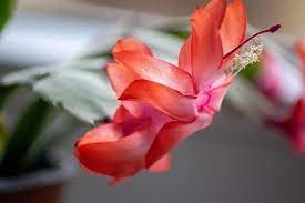 100 PCS Seeds Schlumbergera Flores Christmas Cactus plantas Item image 3