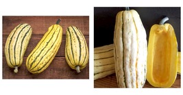40 Seeds / Pack Delicata Little Sweet Squash Organic Seeds, Professional Pack - £14.21 GBP