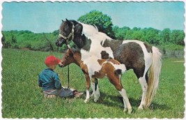 Postcard Horses &amp; Boy Greetings From Long Point Beach Fort Erie Ontario - £2.18 GBP