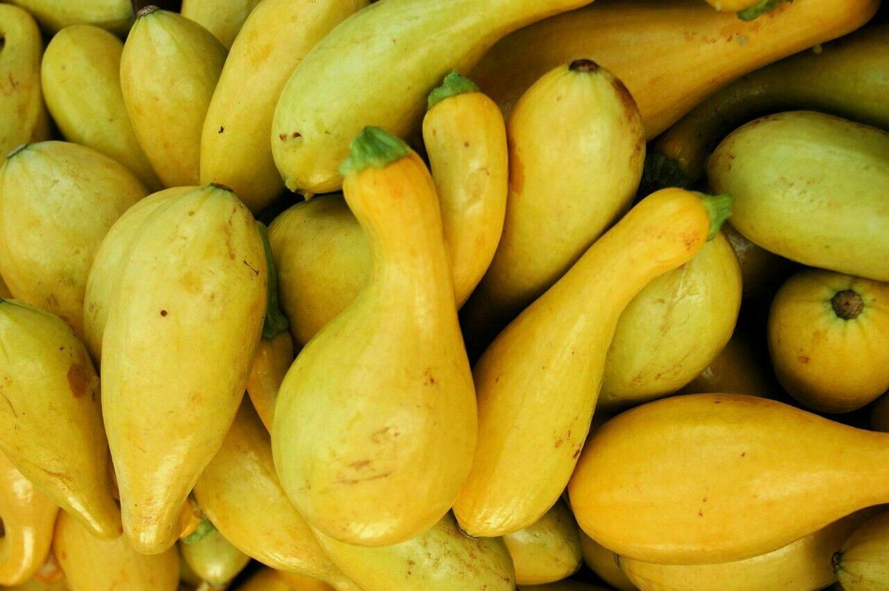 Crookneck Squash Seeds 30 Ct Golden Yellow Summer Vegetable Garden Fresh... - $8.84