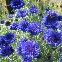 JGBOS Sell 500 Tall Blue Centaurea Cornflower Bachelor Button Wildflower Flower  - £6.95 GBP