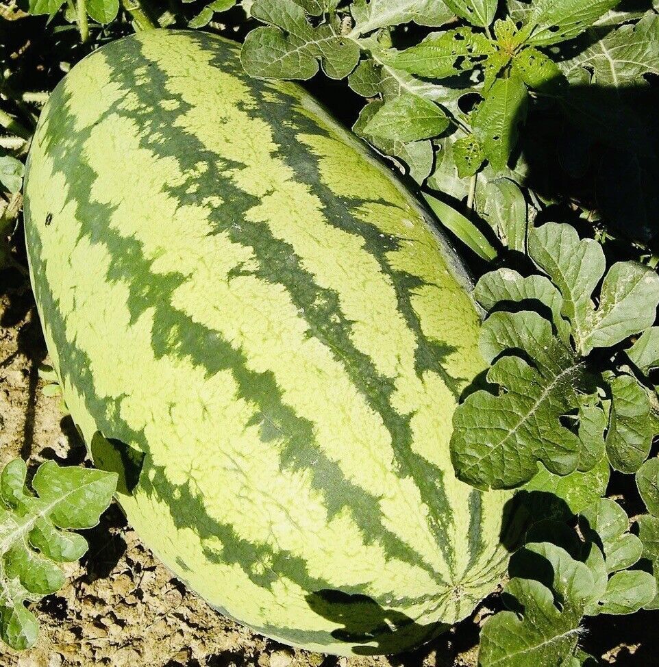 Jubilee Watermelon Seeds Fresh Harvest New Fresh  - $3.58