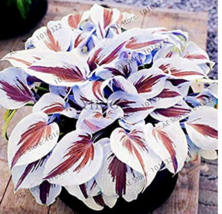 200 pcs/pack Hosta Bonsai Perennials Plantain Beautiful Lily Flower White Lace H - £4.54 GBP