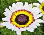 200 Seeds Chrysanthemum Tri-Color Painted Daisy Seeds Garden/Patio Conta... - $8.99