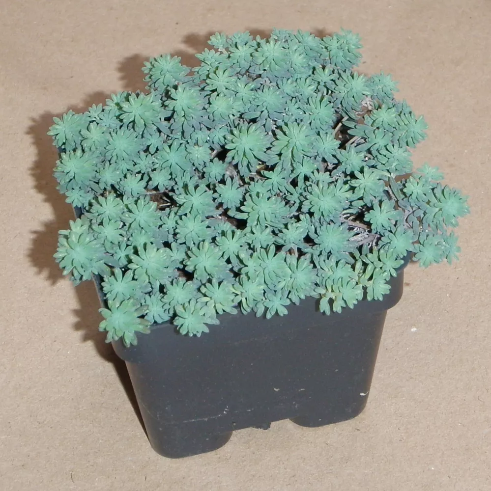 Sedum Hispanicum Purple Form Minus Compact Unique 2 Inch Pot  - £18.82 GBP