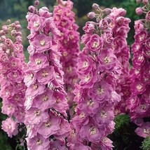 50 Seeds Pinkish Light Purple Delphinium Flowers Fresh - £4.03 GBP