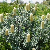 5 seeds Sceptre Banksia - $7.45