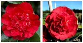 Camellia Japonica Kramer&#39;s Beauty Live Starter Plant Blood Red Beauty!!! - £37.83 GBP