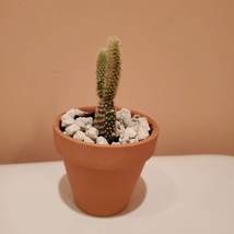 Bunny Ears Cactus in terra cotta planter, 2 inch live plant, Opuntia microdasys image 3