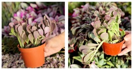 4&quot; Purple Trailing Jade Live Houseplant Gardening - £27.57 GBP
