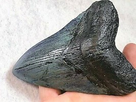 5 INCH REAL MEGALODON SHARK TOOTH BIG FOSSIL GIANT GENUINE PREHISTORIC M... - $247.45