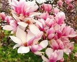 5 Flowering Chinese Magnolia Seeds Lily Flower Tree Fragrant Tulip  - $6.75