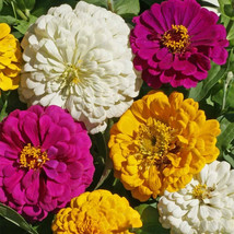 Exotic 100 Mardi Gras Zinnia Mix Seeds. Organic. USA Seeds. Ships free - Variant - $3.05