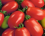 Napoli Tomato Seeds 50 Determinate Garden Vegetable Italian Paste Fast S... - £7.06 GBP