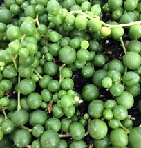 (1)2&quot; Live Rooted Plant Succulent ~ Curio Senecio Rowleyanus~ String of Pearls - £19.18 GBP