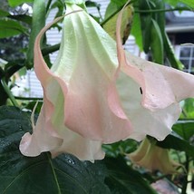 10 Amber Rose Angel Trumpet Seeds Flowers Brugmansia Datura 623 Gardenin... - $15.00