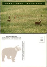 Tennessee Smoky Mountains National Park Cades Cove Whitetail Deer VTG Postcard - £7.42 GBP