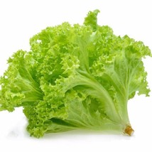 250 SEEDS! Lettuce Tango for salad greens BUY 10 - £9.04 GBP