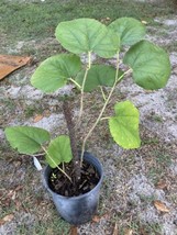 Black Mulberry Tree Live Plant 15” Tall In One Gallon Pot - £23.30 GBP