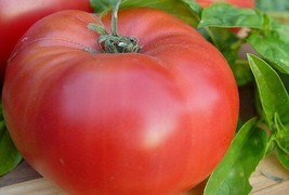 Tomato Brandywine Red Great Heirloom Vegetable Bulk Fresh Garden USA SELLER - $31.78