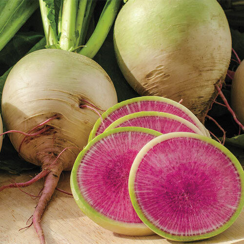 Primary image for Watermelon Radish Seeds 100 Seeds 